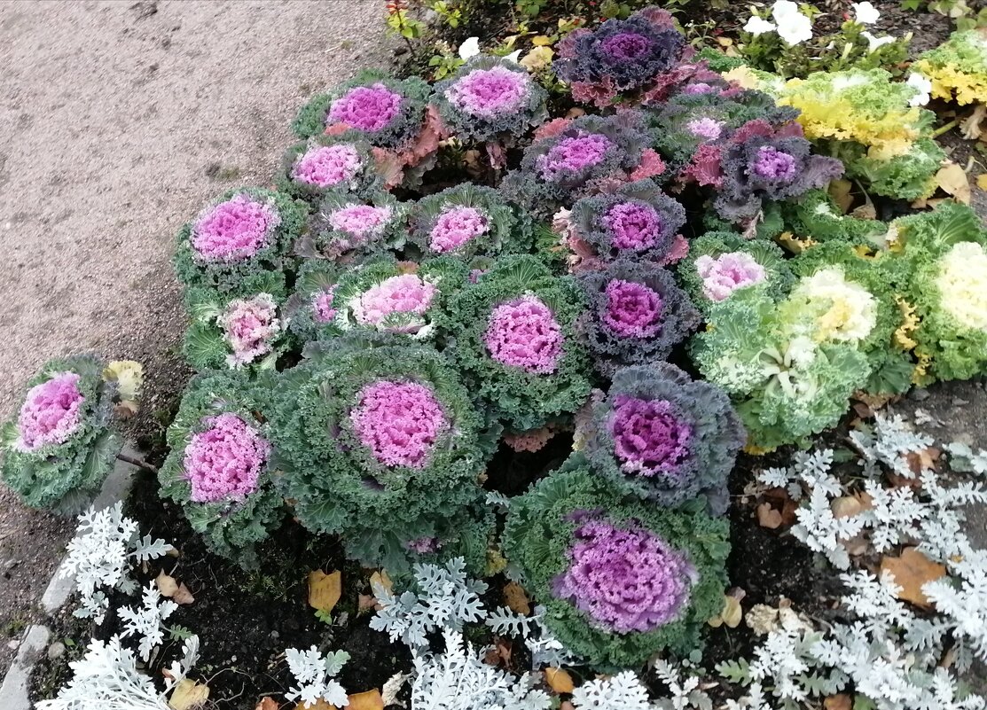 Красавицы - Митя Дмитрий Митя