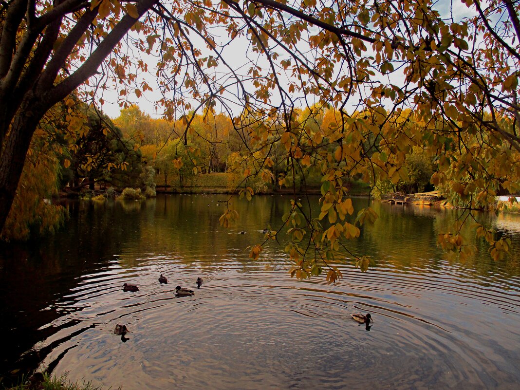 Осень. - Татаурова Лариса 