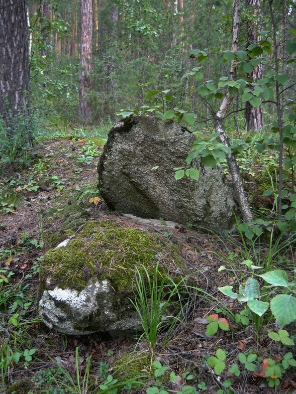 В лесу - Вера Щукина