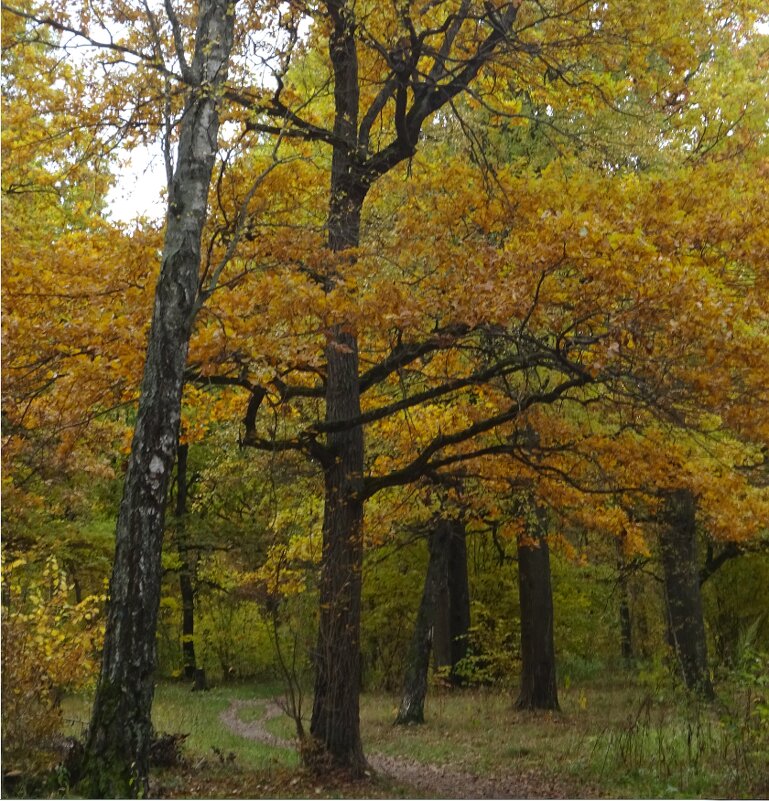 Осенние прогулки - Татьяна 