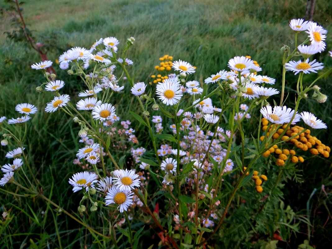 Полевой букетик - Антонина Гугаева Полевой букетик - Антонина Гугаева