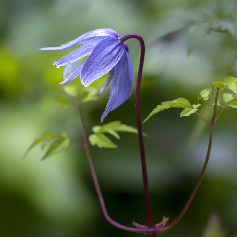 clematis - Zinovi Seniak