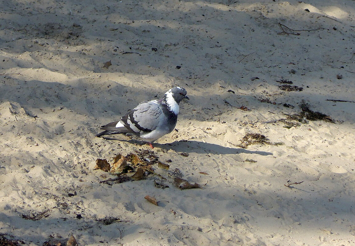 Одинокий голубок на опустевшем пляже... - Тамара Бедай Одинокий голубок на опустевшем пляже... - Тамара Бедай