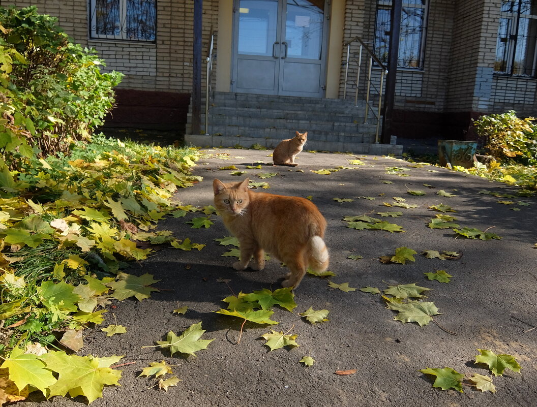 Приятно осенью быть кошкой! Котом приятно быть весной! - Люба 