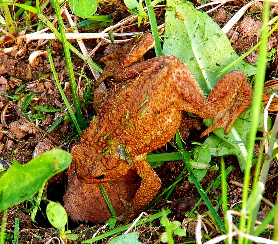 В норку... спать пошла :) - Юрий Куликов В норку... спать пошла :) - Юрий Куликов