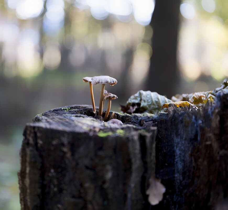 mushrooms - Zinovi Seniak