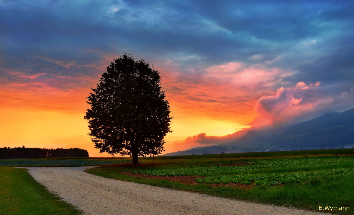 Lonely tree - Elena Wymann