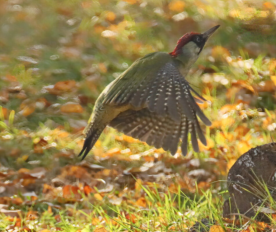 Зеленый дятел - Светлана 