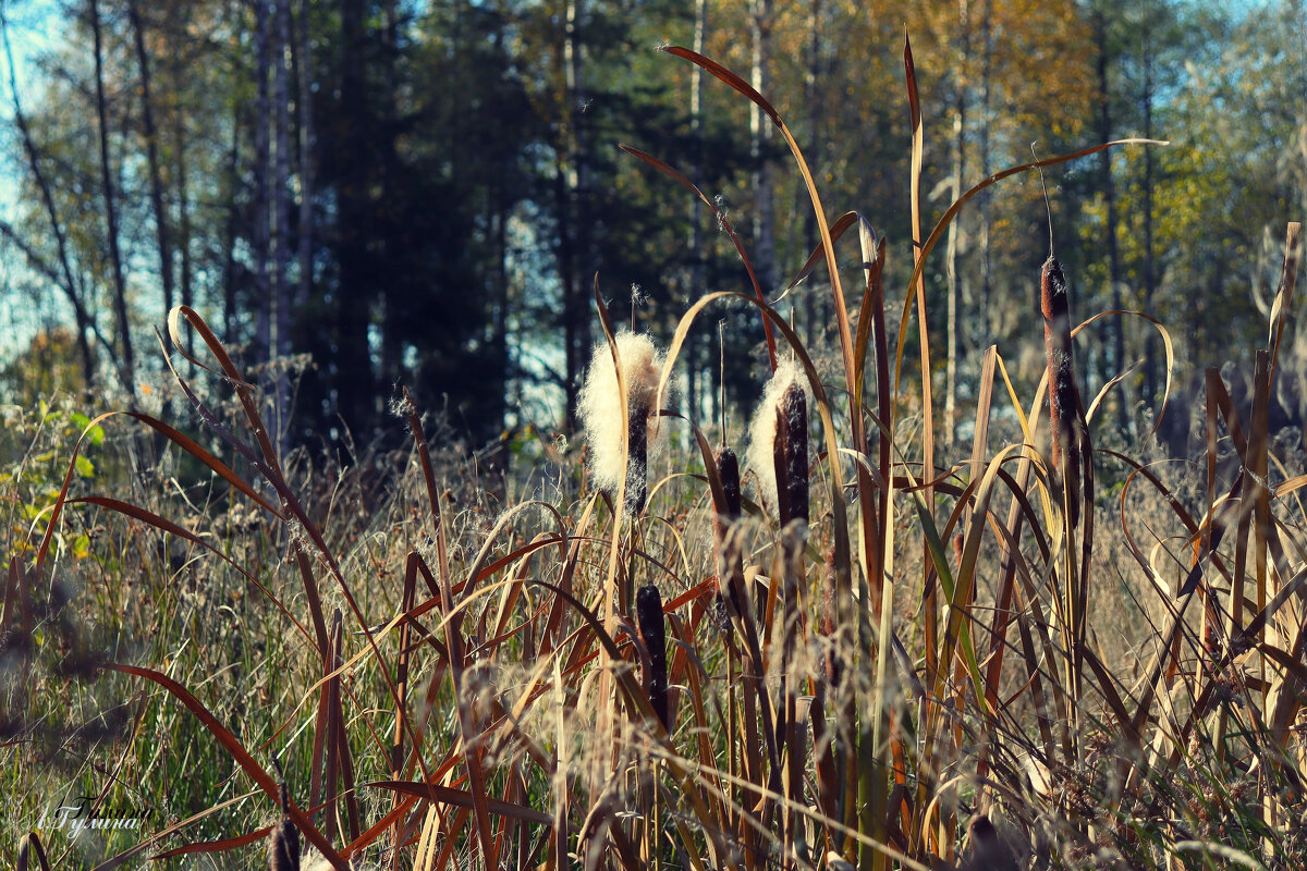 Рогоза разлетаются пушинки... - Людмила Гулина Рогоза разлетаются пушинки... - Людмила Гулина