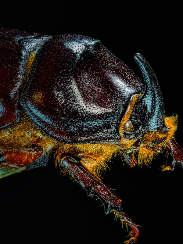 Носорог - Олег Савицкий