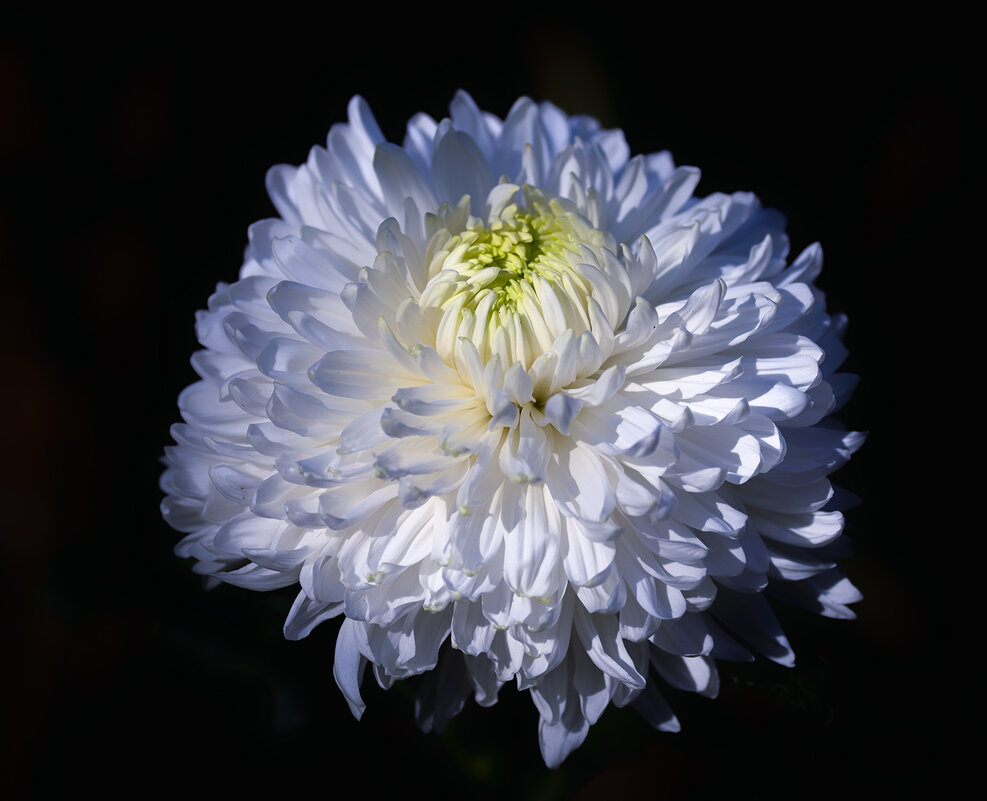 chrysanthemum - Zinovi Seniak