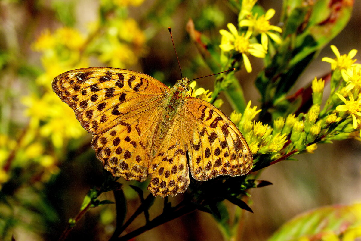 и снова бабочки...10 - Александр Прокудин и снова бабочки...10 - Александр Прокудин