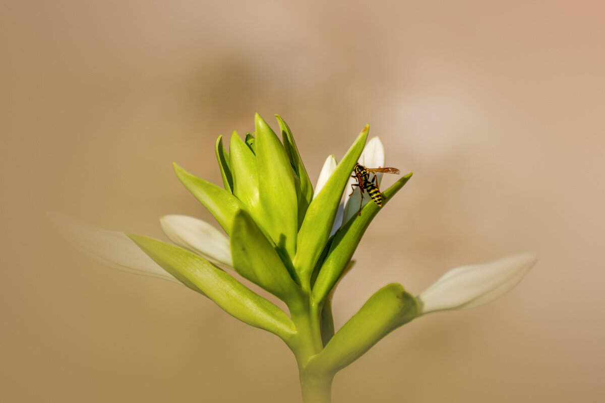 Хоста - Боксер . Хоста - Боксер .