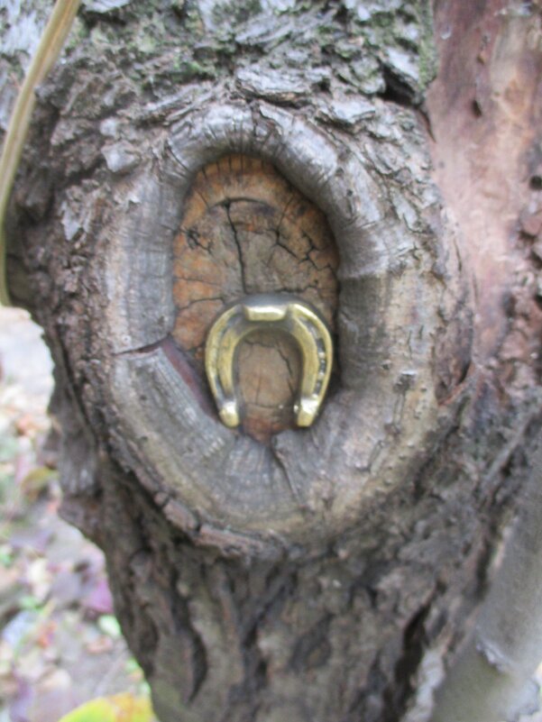 Где искать подкову счастья? На древе познания добра и зла... - Alex Aro Aro Алексей Арошенко