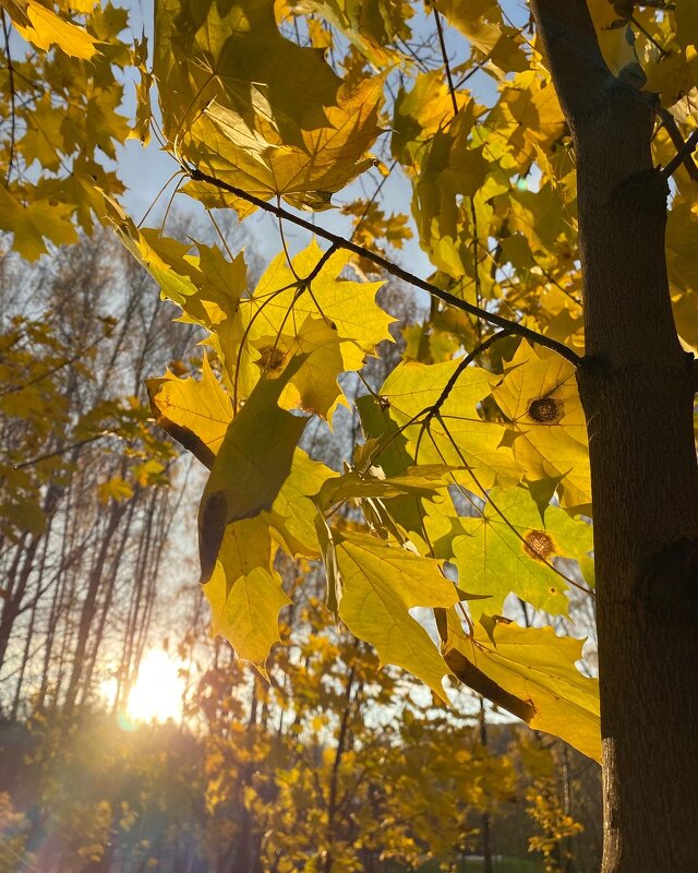 Золото осени - Лидия 