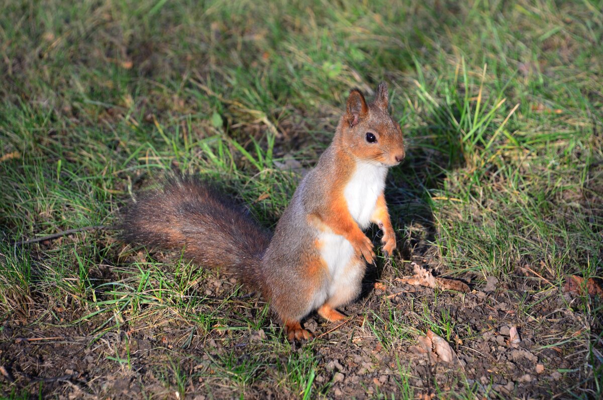 Красотка - Oleg4618 Шутченко Красотка - Oleg4618 Шутченко