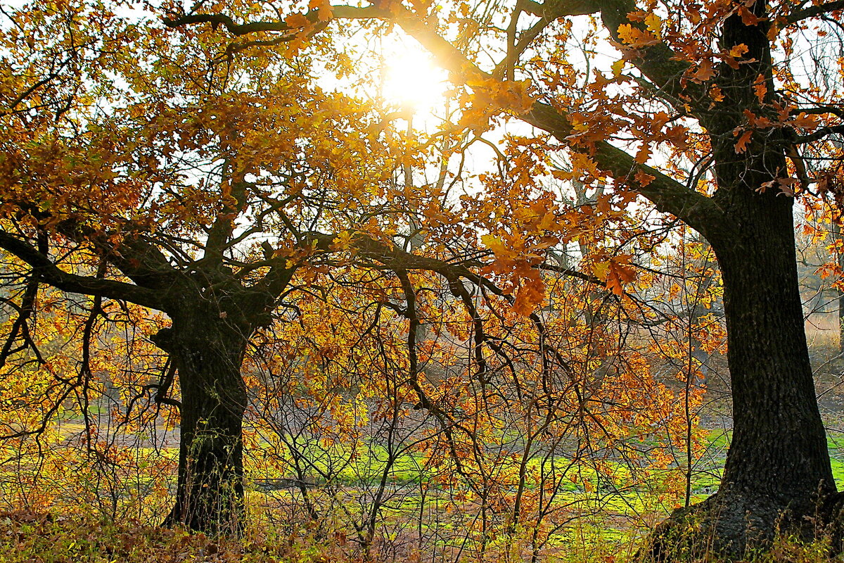 *** - Солнечный Странник