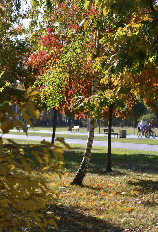 В осеннем парке - волшебство! - Тамара Бедай В осеннем парке - волшебство! - Тамара Бедай