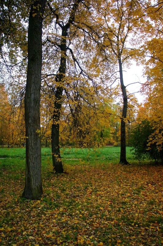 Царское Село. Александровский парк - Наталья Герасимова