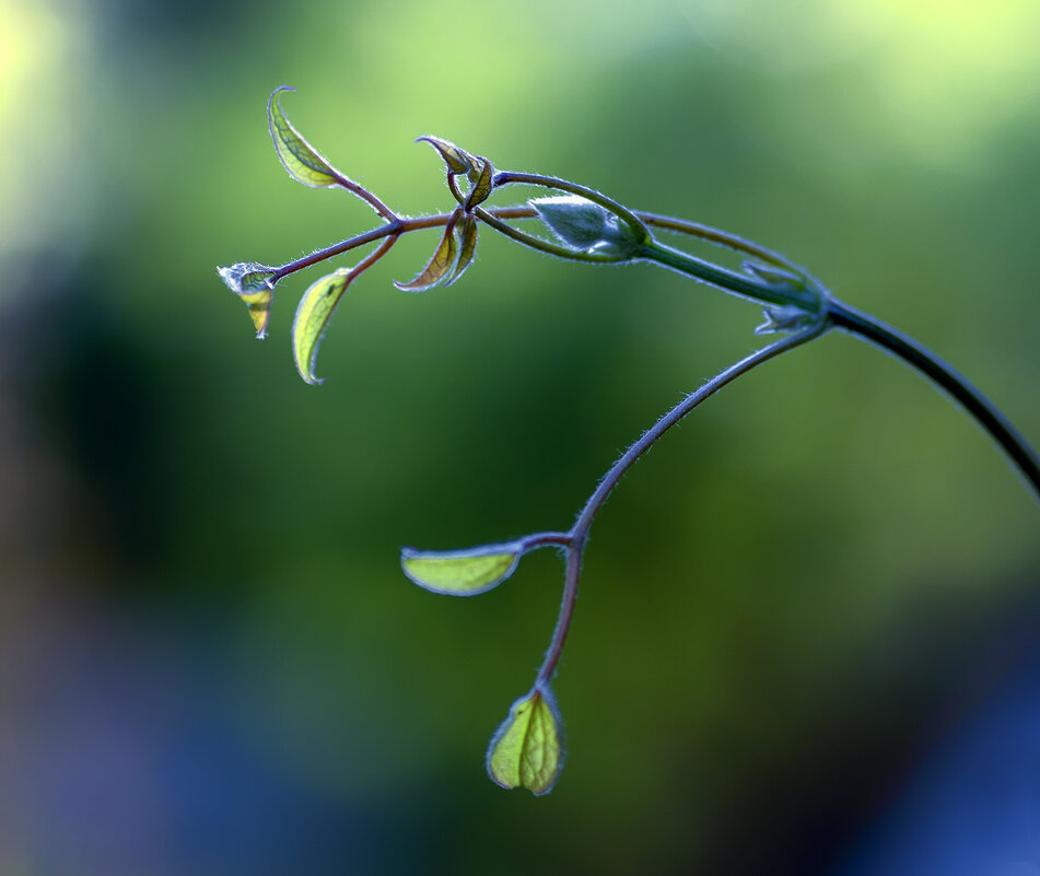 dance - Zinovi Seniak