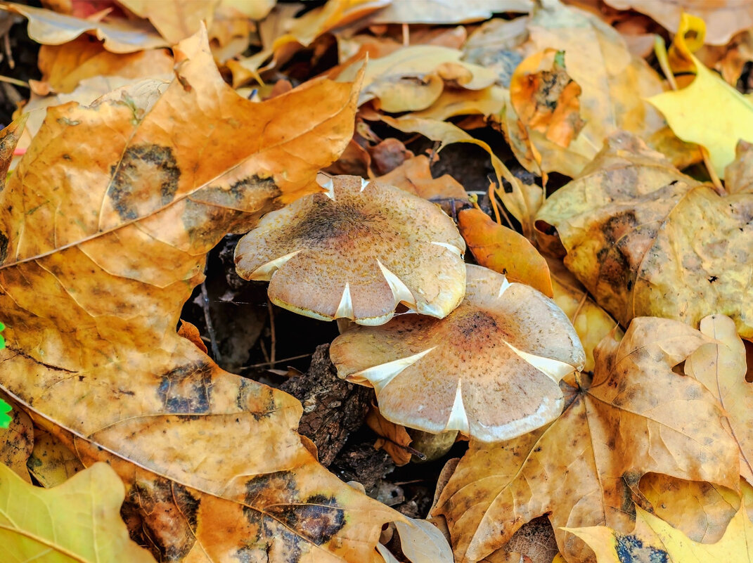 Грибы утром.. - Юрий Стародубцев