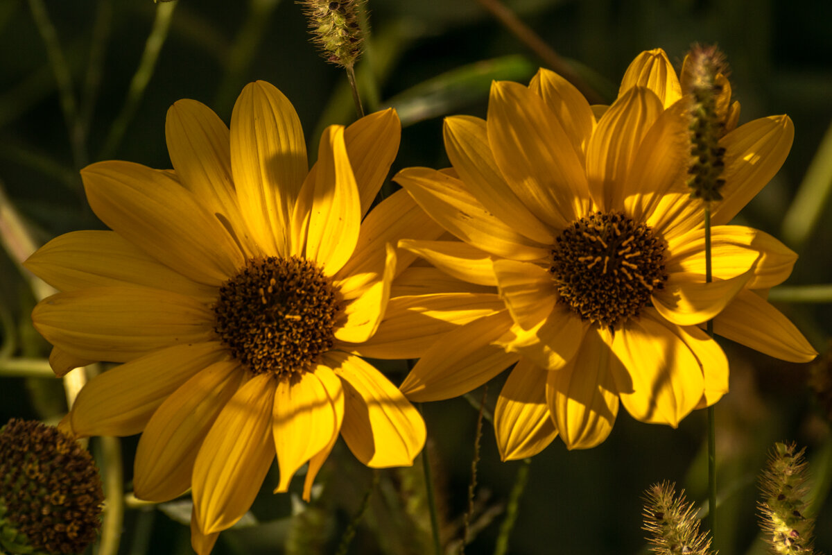 *** - Игорь Сикорский