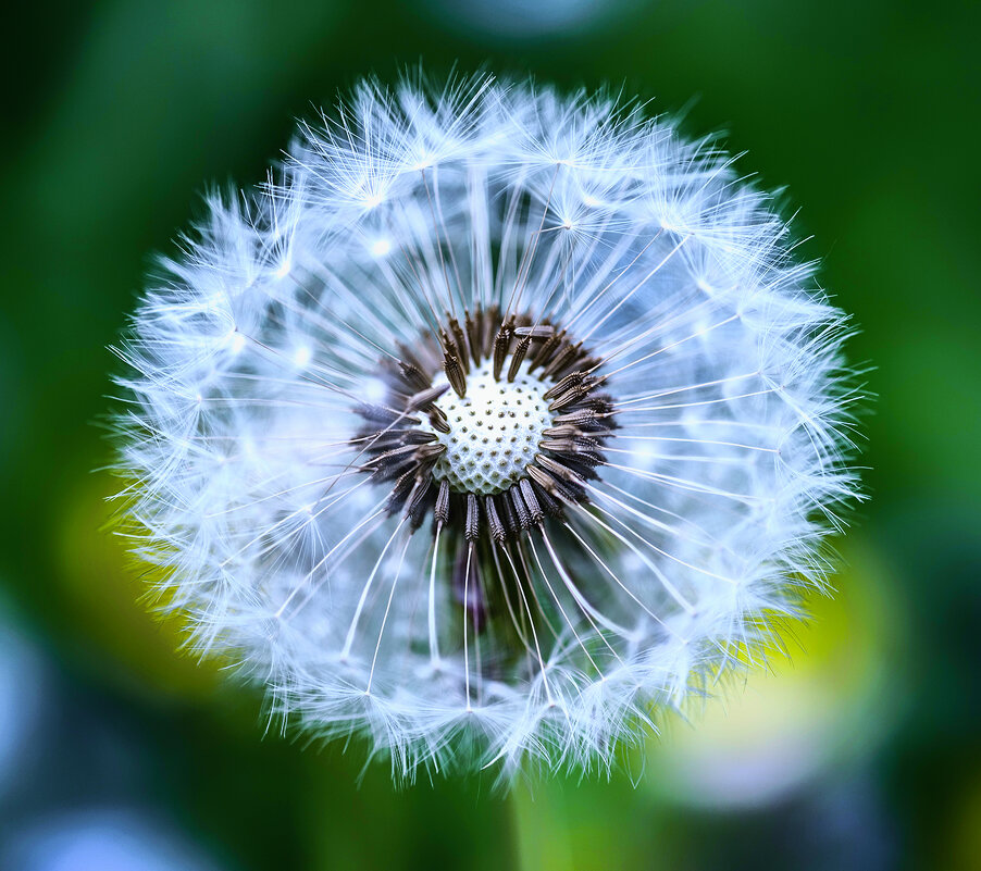 dandelion - Zinovi Seniak