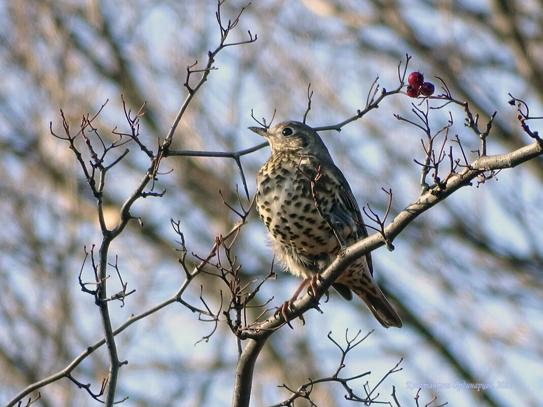 Деряба - Константин Ординарцев