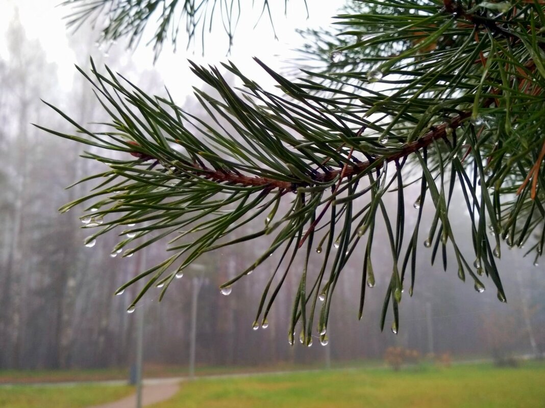 Настроение ноября - Елена 