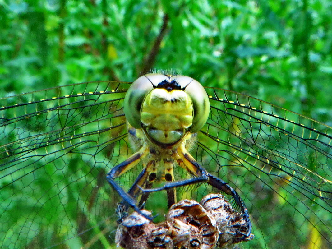 Стрекоза решетчатая. - Ivan Vodonos Стрекоза решетчатая. - Ivan Vodonos