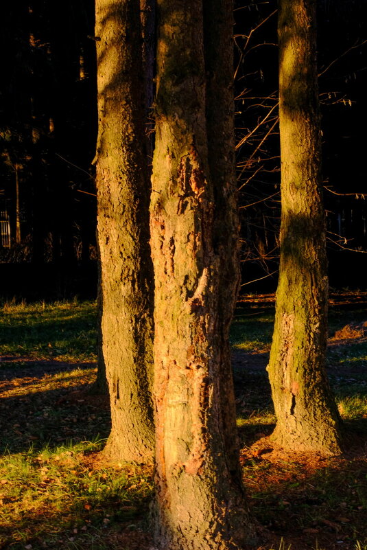 Дерева на закате - Георгий А Дерева на закате - Георгий А
