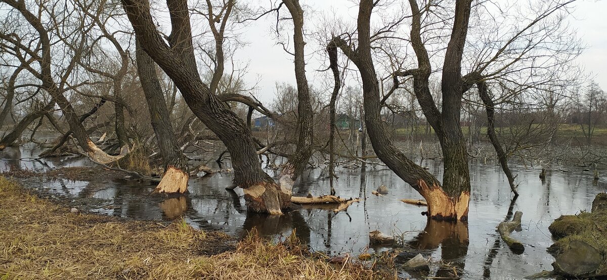 Боровое царство - Надежда Буранова Боровое царство - Надежда Буранова