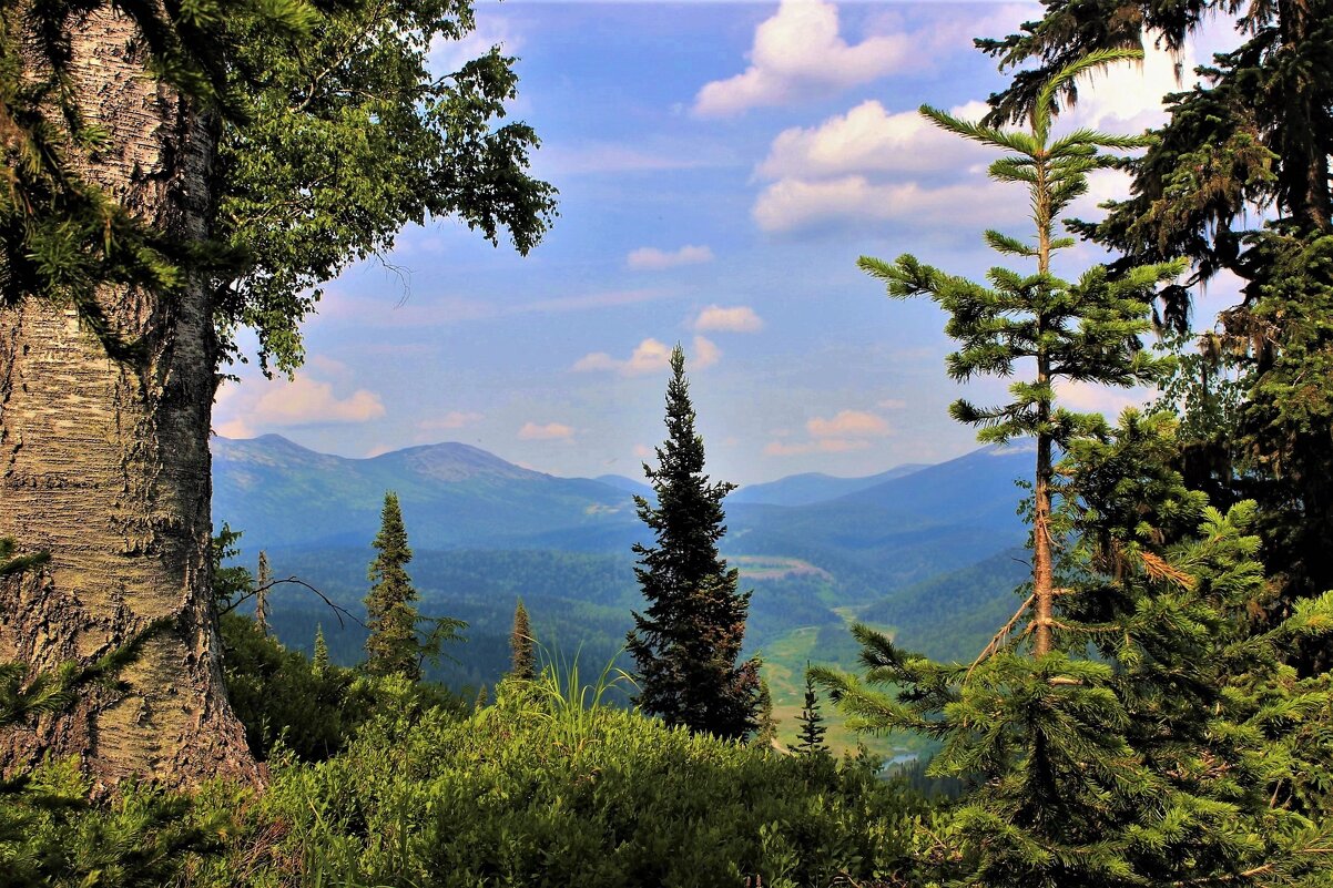 У вековой берёзы - Сергей Чиняев У вековой берёзы - Сергей Чиняев