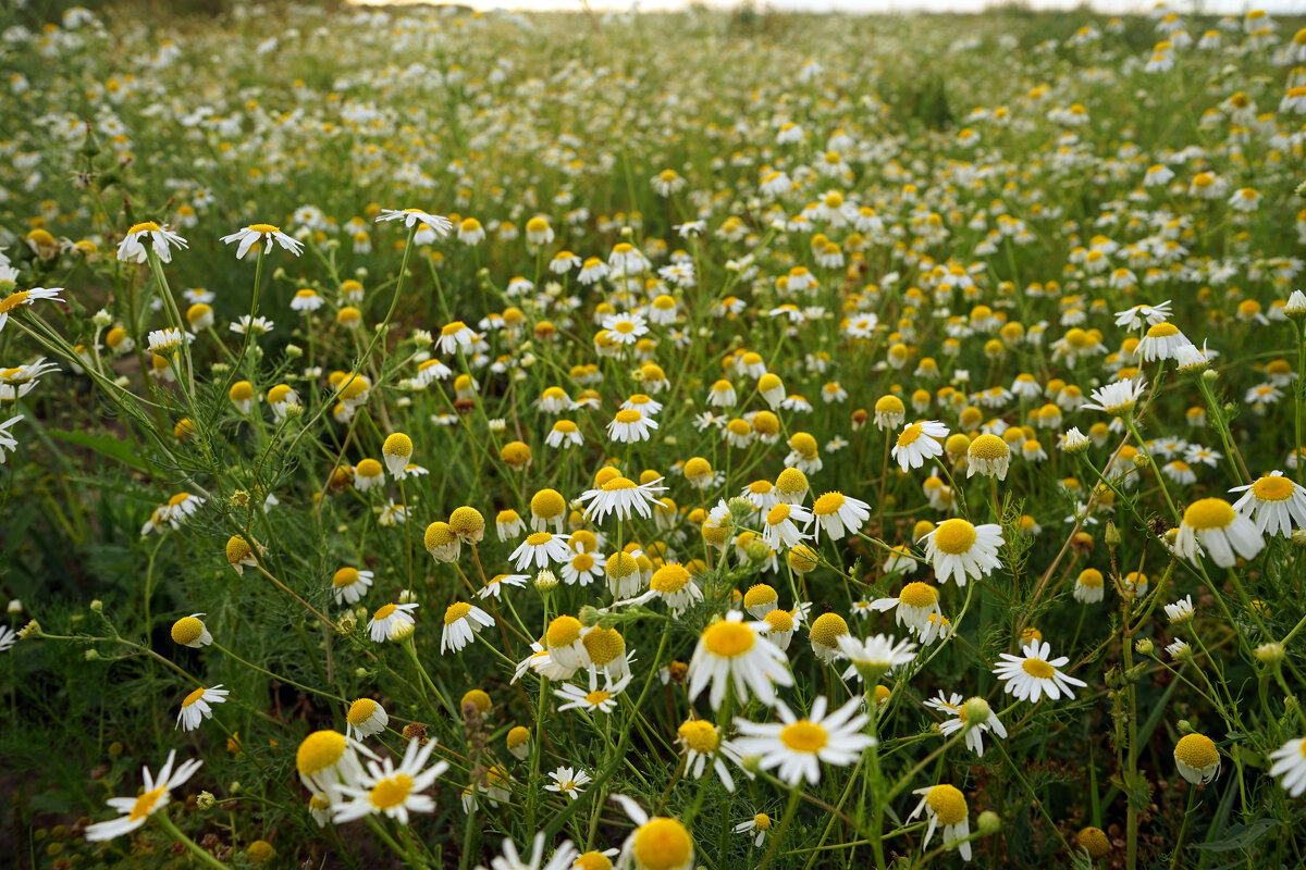 Кому ромашек? - Анастасия Софронова Кому ромашек? - Анастасия Софронова