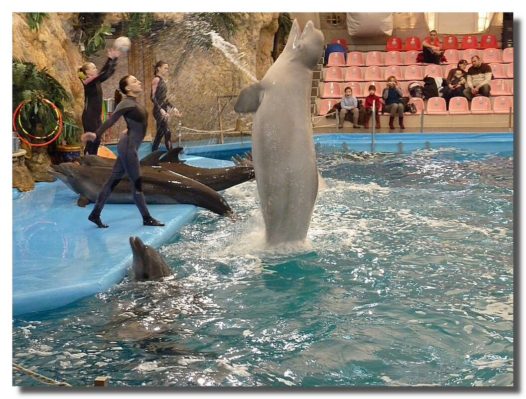 ШОУ ПРОДОЛЖАЕТСЯ, ДЕЛЬФИНЫ УЛЫБАЮТСЯ - Анатолий Восточный
