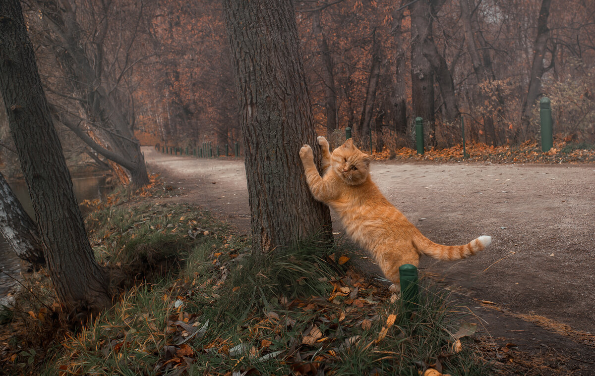 ..коты живущие в поместье Льва Николаевича ... - Лилия .