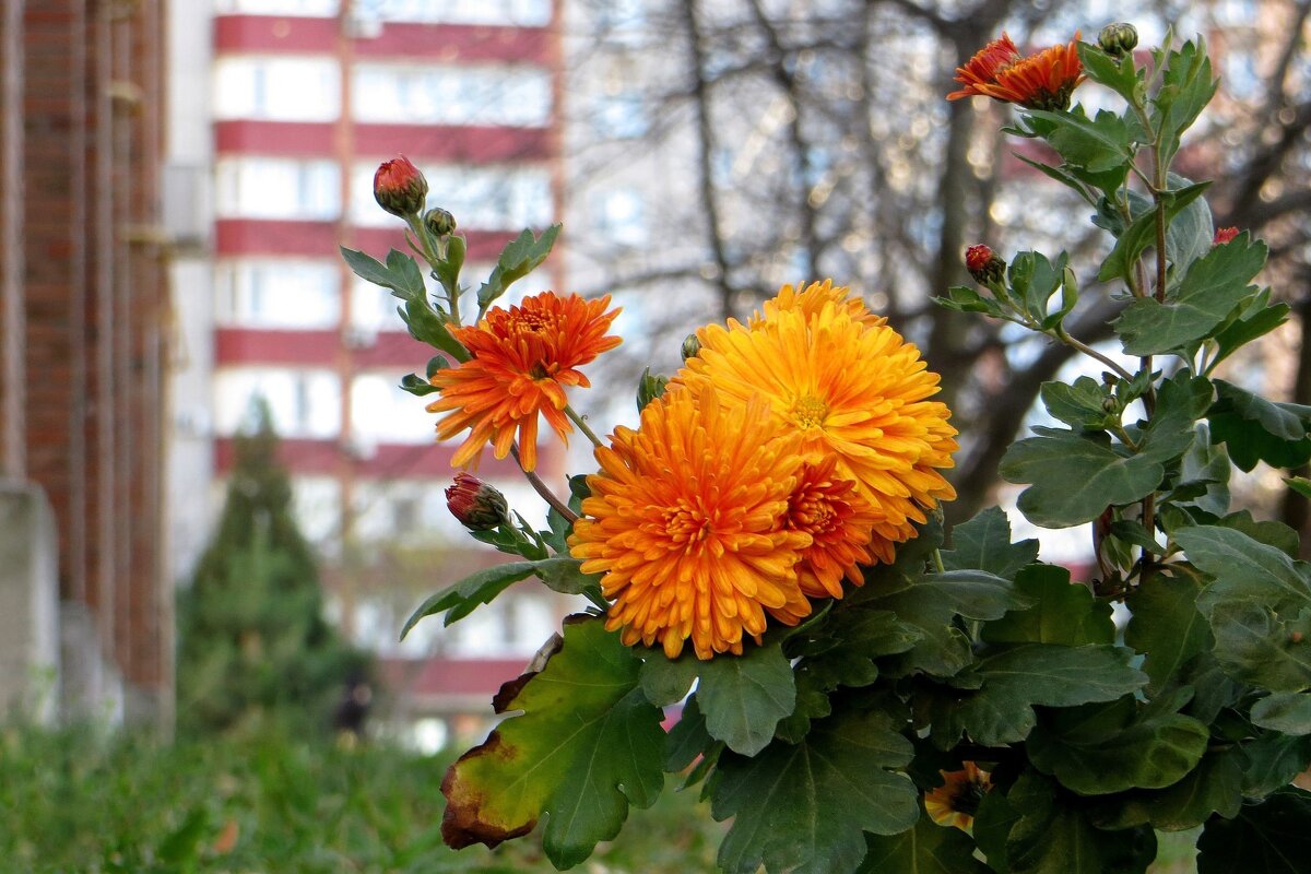 Цветочные истории ноября - Татьяна Смоляниченко Цветочные истории ноября - Татьяна Смоляниченко