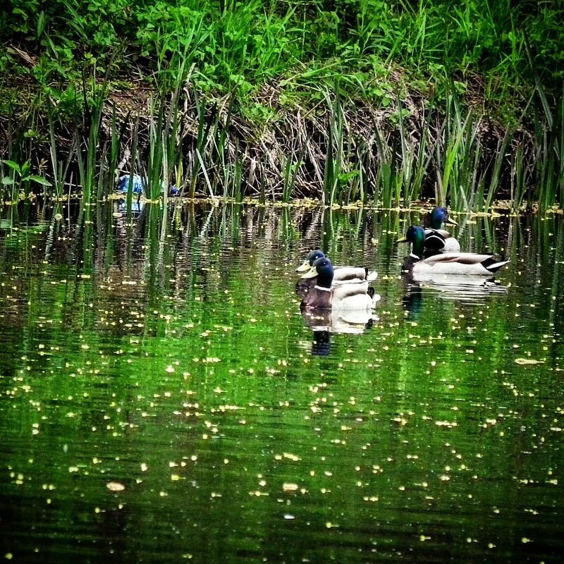 Идиллия... - Владимир Камшилов