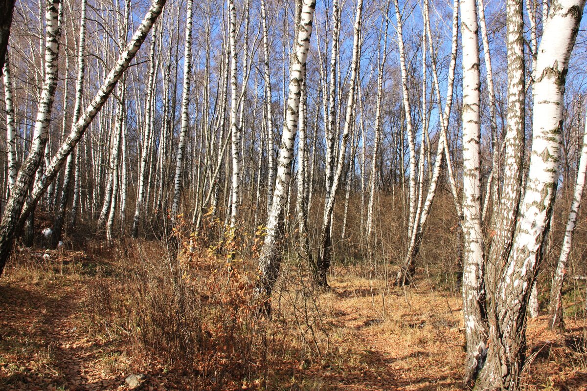 осень - Владимир Холодницкий