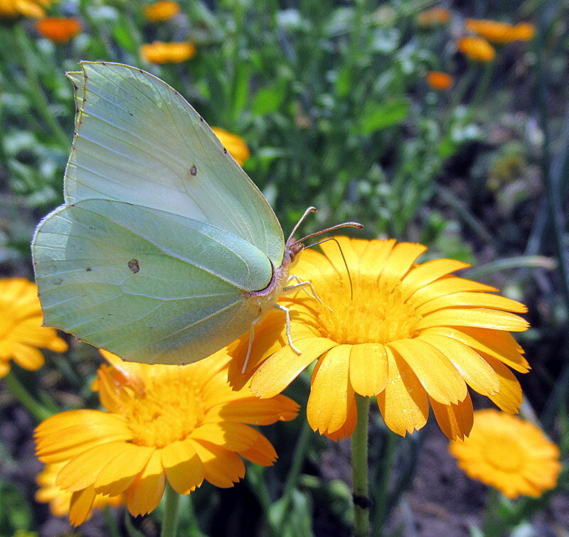 Лимонница. - оля san-alondra