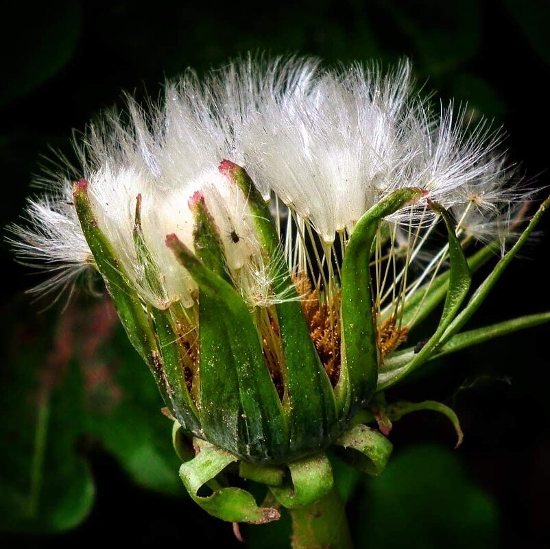 Пушистик - Владимир Камшилов