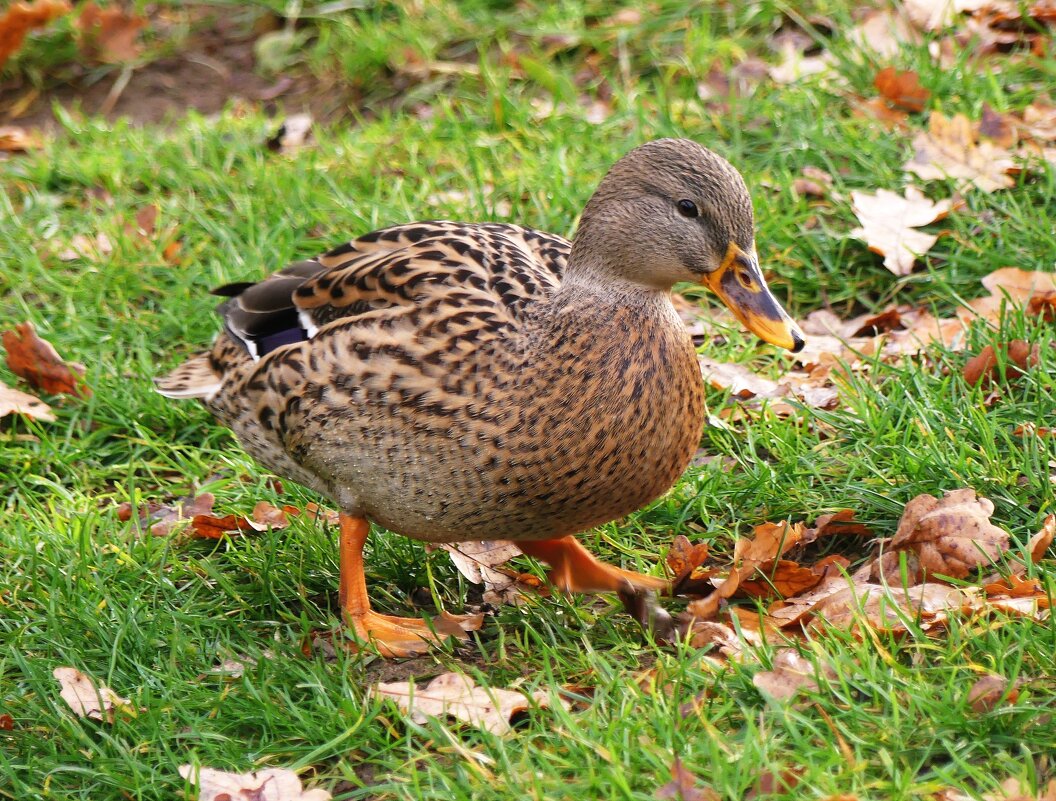 Любопытный - Владимир Манкер Любопытный - Владимир Манкер