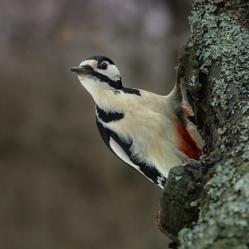 Любопытный Дятел - Pavel Blashkin Любопытный Дятел - Pavel Blashkin