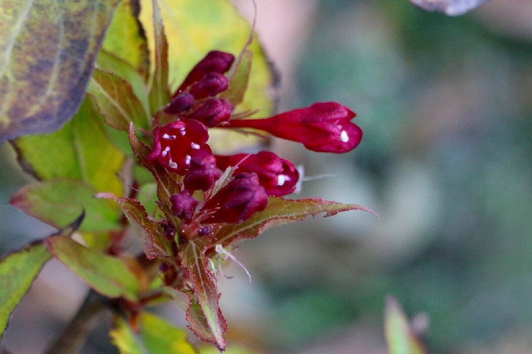 Вейгела неподдающаяся - Надежд@ Шавенкова Вейгела неподдающаяся - Надежд@ Шавенкова