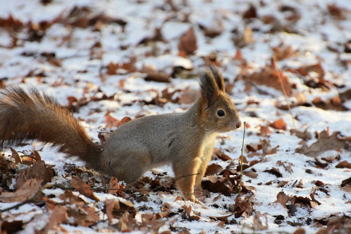 Москва. Воронцовский парк. Такие разные белки... - Наташа *****