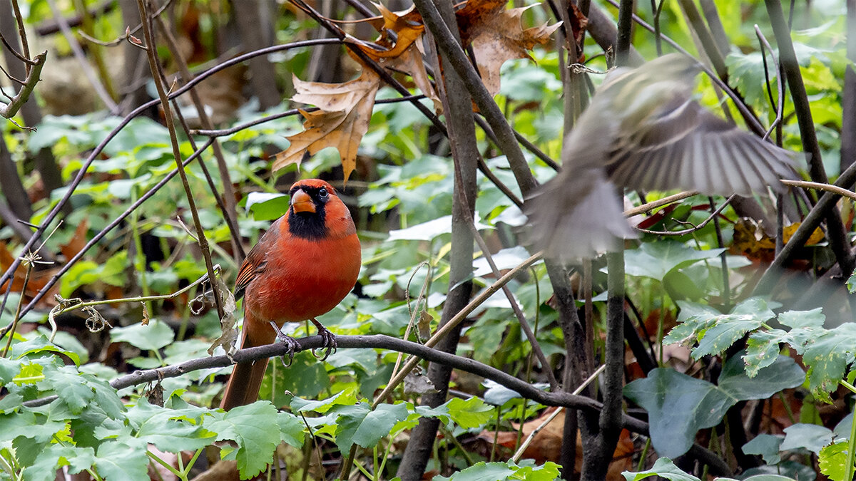 ***** - Petr @+ ***** - Petr @+