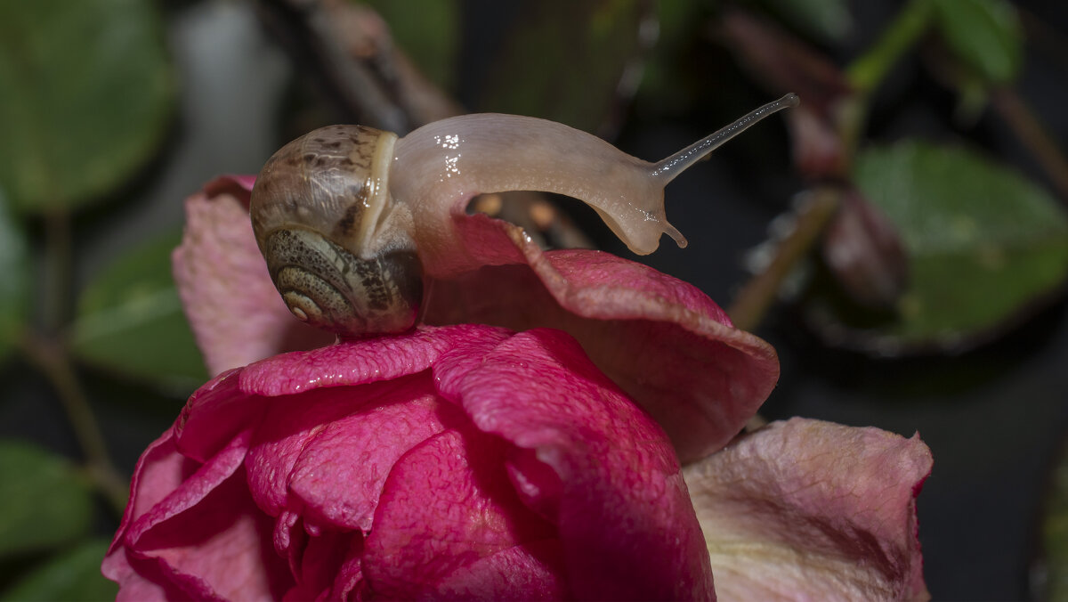 Улитка и роза. - Людмила Улитка и роза. - Людмила
