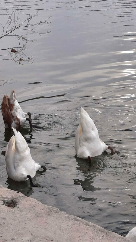 Синхронное выступление...... - Galina Dzubina Синхронное выступление...... - Galina Dzubina