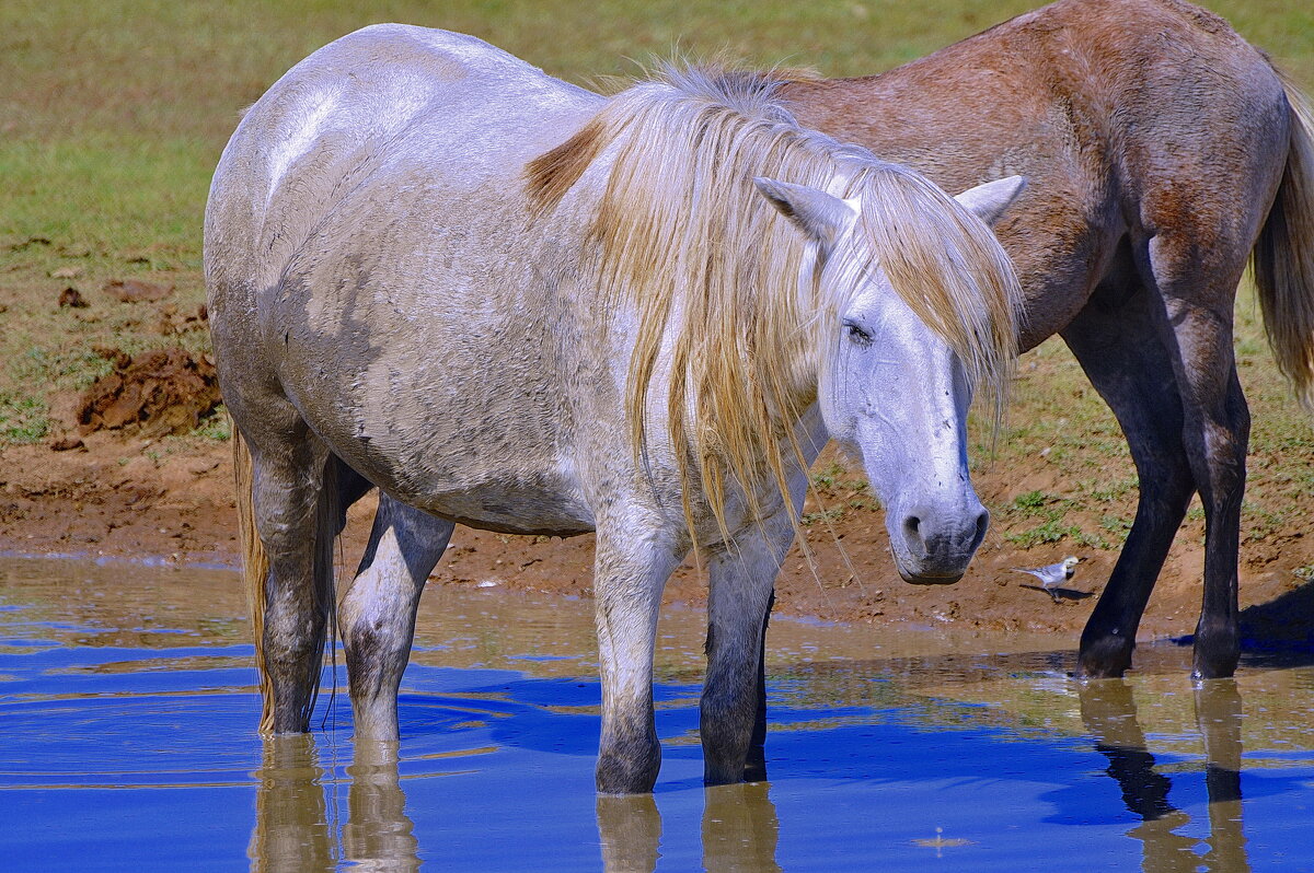 В раздумье. - Штрек Надежда 