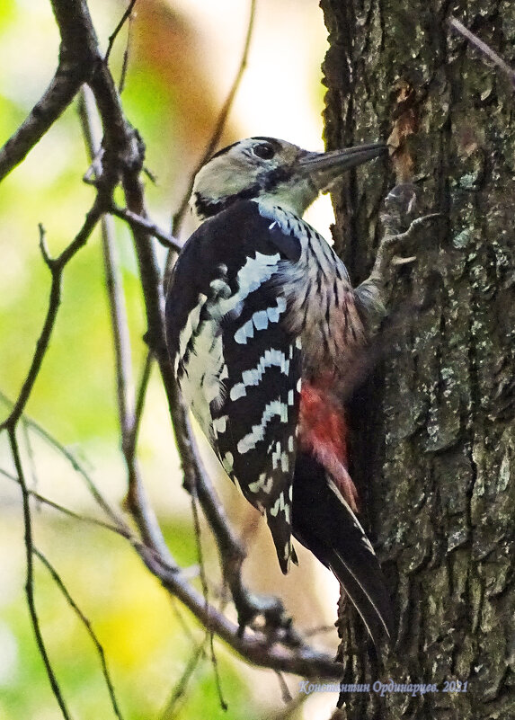 Самка белоспинного дятла - Константин Ординарцев Самка белоспинного дятла - Константин Ординарцев